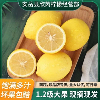 正宗安岳黄柠檬新鲜当季水果皮薄多汁柠檬一级尤克力大果批发图2