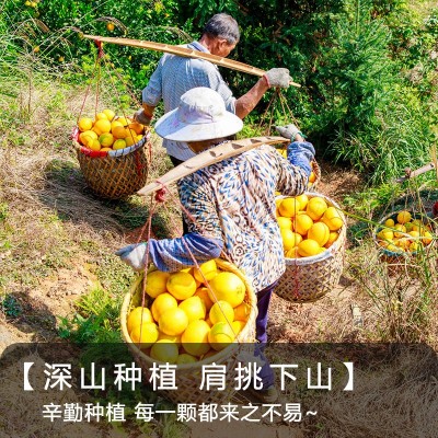 【实力代发】江西赣南脐橙10斤5斤橙子当季新鲜水果正宗 赣州甜橙图5