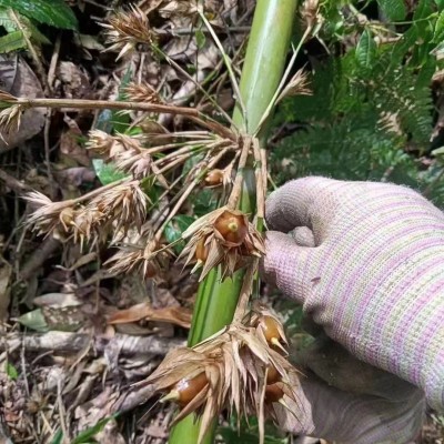 云南山货中药材大货批发一件代发竹米炖汤250g散装竹子果实竹米图4