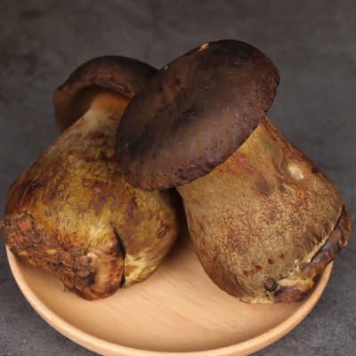 黑牛肝菌野生云南特产新鲜菌子野生菌类鲜货新鲜食用鲜菌现采批发图2