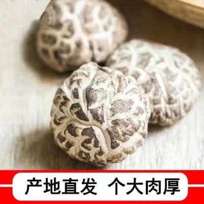 福建古田花菇干货剪脚肉厚新货干花菇土特产农家图2