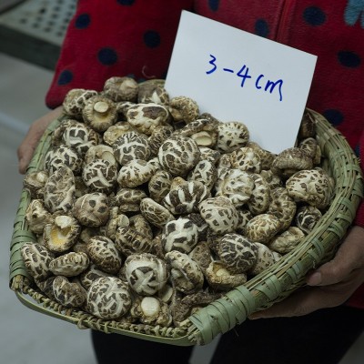 厂家直销秋载一级白花菇干货冬花菇批发大小规格齐全图2