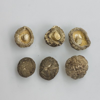 厂家直销秋载一级光面菇厚肉冬菇批发图4