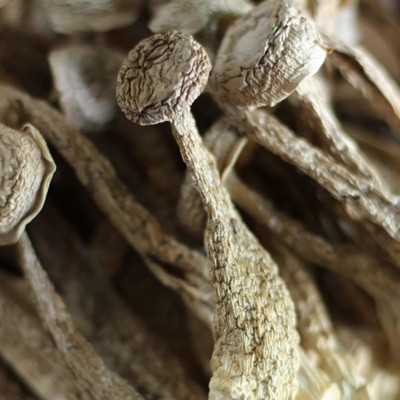 厂家直销鹿茸菇干货鹿茸菌规格齐全脆脆菇蘑菇抖音快速各平台代发图2