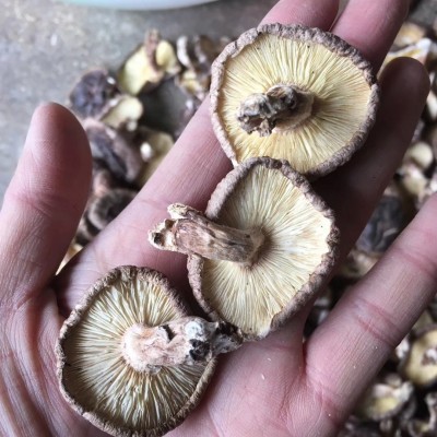 椴木香菇干货 农家特产随州冬菇散装木头香信菇原木大片薄香菇