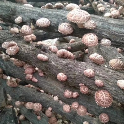 湖北随州花菇椴木茶花菇干货批发10公斤起香菇基地直发图4