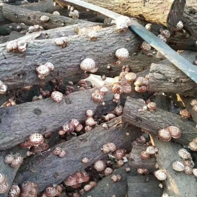 湖北随州花菇椴木茶花菇干货批发10公斤起香菇基地直发图3