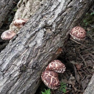 湖北随州花菇椴木茶花菇干货批发10公斤起香菇基地直发