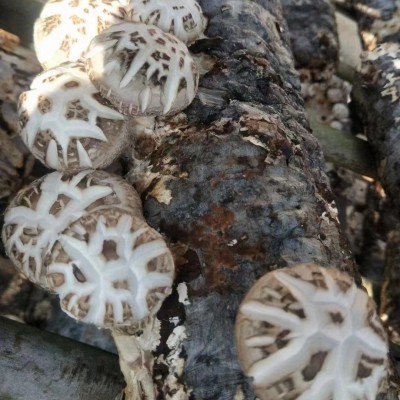 随州特产天白大花菇干货批发 白花菇 香菇干散装产地直发出口货源图4