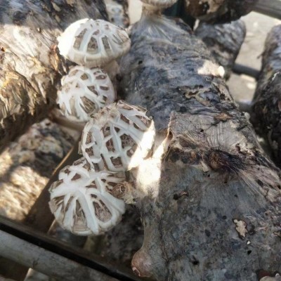 随州特产天白大花菇干货批发 白花菇 香菇干散装产地直发出口货源图3