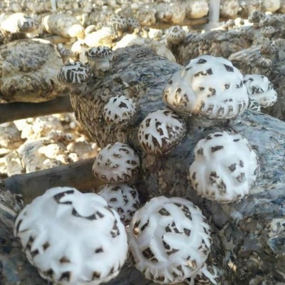 随州特产天白大花菇干货批发 白花菇 香菇干散装产地直发出口货源图2