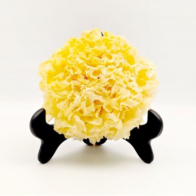 福建古田大花银耳干货无人工添加白木耳雪耳500g散装产地货源批发图3