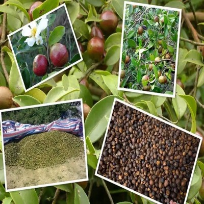 山茶油纯土茶油野山茶籽油农家自榨真正的压榨山茶籽月子食用油图3