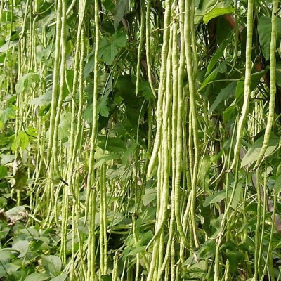 批发长豆角种子豇豆四季播种阳台盆栽豆角持满架农家蔬菜种子图4
