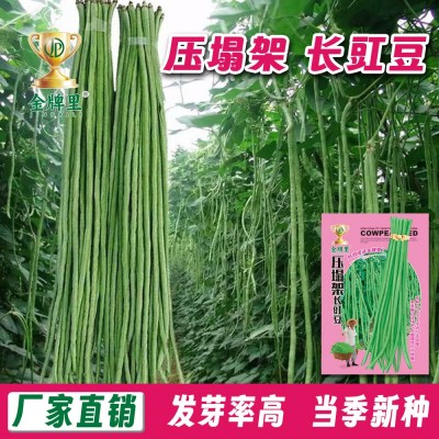 批发长豆角种子豇豆四季播种阳台盆栽豆角持满架农家蔬菜种子