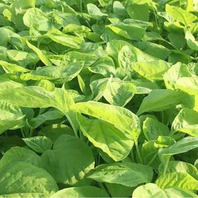 绿苋菜种子 野生苏子 野菜种子 家庭阳台菜园盆栽蔬菜种子批发5克