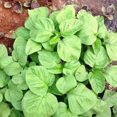绿苋菜种子 野生苏子 野菜种子 家庭阳台菜园盆栽蔬菜种子批发5克图2