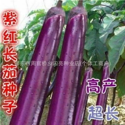 紫红长茄种子红长茄种子茄子种籽四季播蔬菜田园阳台盆栽种子大全图3