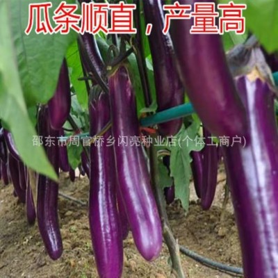 紫红长茄种子红长茄种子茄子种籽四季播蔬菜田园阳台盆栽种子大全图2