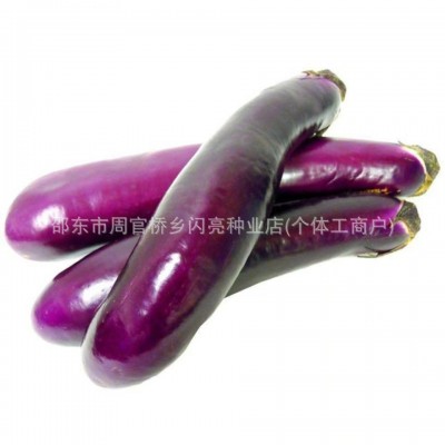 紫红长茄种子红长茄种子茄子种籽四季播蔬菜田园阳台盆栽种子大全图4
