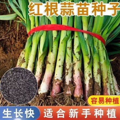 新种宽叶红皮蒜苗四季蒜种大蒜种子种籽红根紫皮红皮蒜苗种子图2