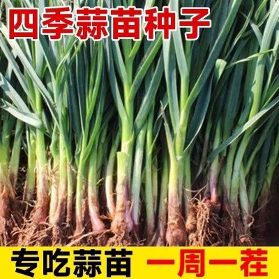 新种宽叶红皮蒜苗四季蒜种大蒜种子种籽红根紫皮红皮蒜苗种子图3