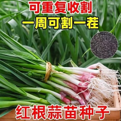 新种宽叶红皮蒜苗四季蒜种大蒜种子种籽红根紫皮红皮蒜苗种子图4