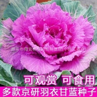 羽衣甘蓝种子七彩混色红羽衣白羽衣四季阳台花卉羽叶甘蓝当季蔬菜图3