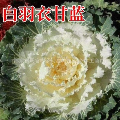 羽衣甘蓝种子七彩混色红羽衣白羽衣四季阳台花卉羽叶甘蓝当季蔬菜图2