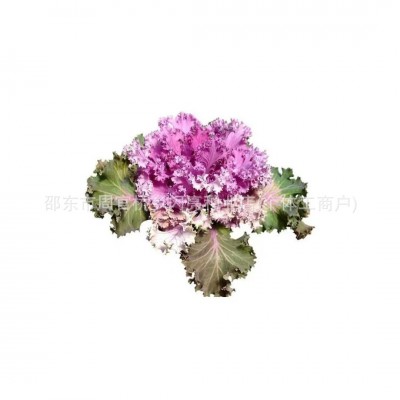 羽衣甘蓝种子七彩混色红羽衣白羽衣四季阳台花卉羽叶甘蓝当季蔬菜图5