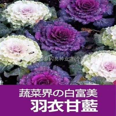 羽衣甘蓝种子七彩混色红羽衣白羽衣四季阳台花卉羽叶甘蓝当季蔬菜图4