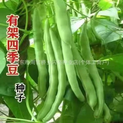 红花白荚四季豆种子上架四季豆种子蔬菜种子春季播种阳台种菜庭院图3