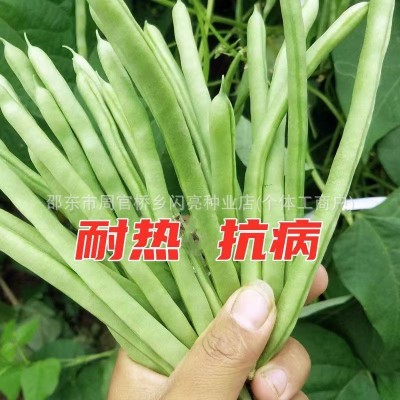 红花白荚四季豆种子上架四季豆种子蔬菜种子春季播种阳台种菜庭院图2