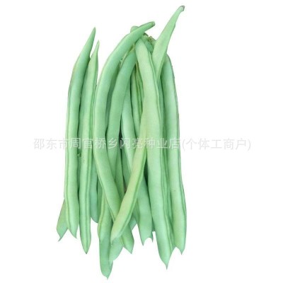 红花白荚四季豆种子上架四季豆种子蔬菜种子春季播种阳台种菜庭院图5
