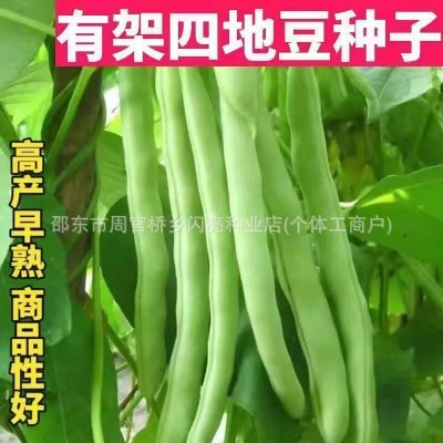 红花白荚四季豆种子上架四季豆种子蔬菜种子春季播种阳台种菜庭院图4
