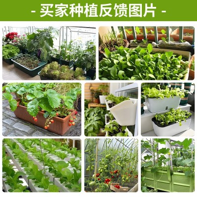 厂家批发代发快速耐抽苔日本夏阳50大白菜菜种子耐热耐寒蔬菜图3
