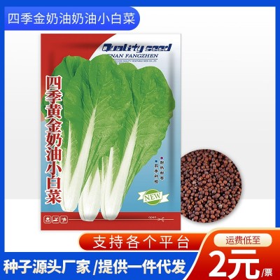 厂家批发代发快速耐抽苔四季黄金奶油小白菜青菜种子耐热耐寒蔬菜图5