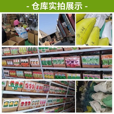 厂家批发代发快速耐抽苔火凤凰大白菜菜种子耐热耐寒蔬菜图4