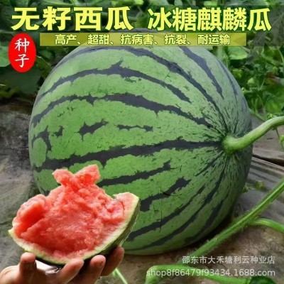 冰糖无籽西瓜种子原装薄皮正宗无子懒人田园新品冰糖西瓜夏季水果图5