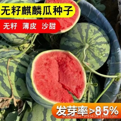 冰糖无籽西瓜种子原装薄皮正宗无子懒人田园新品冰糖西瓜夏季水果图2