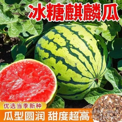 冰糖无籽西瓜种子原装薄皮正宗无子懒人田园新品冰糖西瓜夏季水果图3