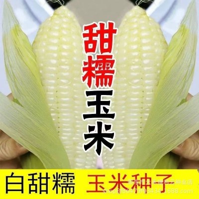 高产白糯甜玉米种子超大棒矮杆四季播玉米蔬菜种子超甜糯玉米种子图2
