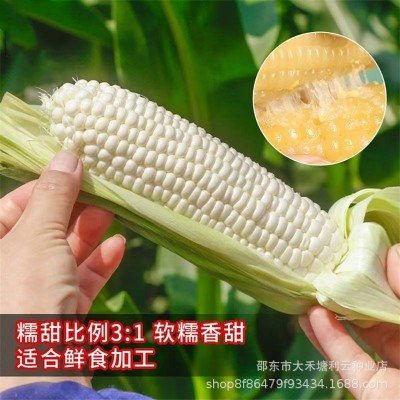 高产白糯甜玉米种子超大棒矮杆四季播玉米蔬菜种子超甜糯玉米种子图4