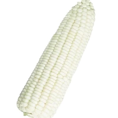 高产白糯甜玉米种子超大棒矮杆四季播玉米蔬菜种子超甜糯玉米种子图5