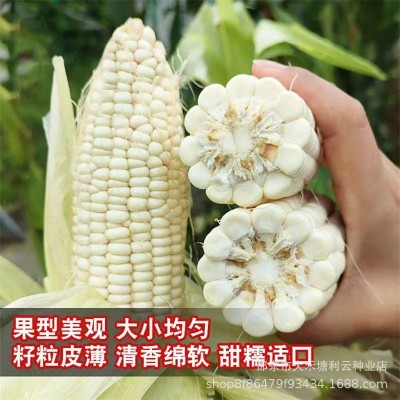 高产白糯甜玉米种子超大棒矮杆四季播玉米蔬菜种子超甜糯玉米种子图3