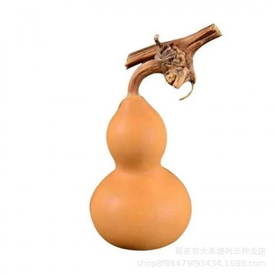 小手捻葫芦种子盆栽四季种植庭院阳台爬藤植物种子室内绿色葫芦籽图5