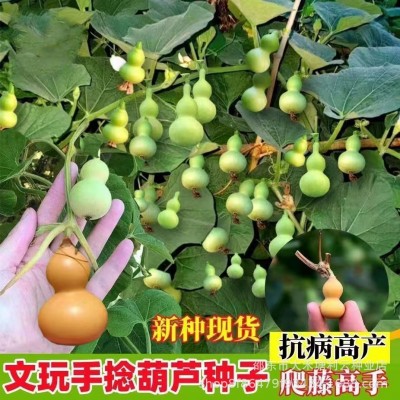 小手捻葫芦种子盆栽四季种植庭院阳台爬藤植物种子室内绿色葫芦籽图3