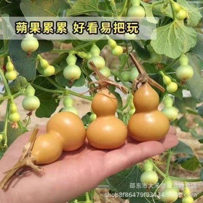 小手捻葫芦种子盆栽四季种植庭院阳台爬藤植物种子室内绿色葫芦籽图2