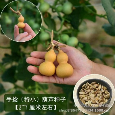 小手捻葫芦种子盆栽四季种植庭院阳台爬藤植物种子室内绿色葫芦籽图4