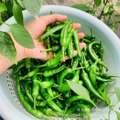 正宗樟树港辣椒种子优质小辣椒种子薄皮辣椒易挂果秋冬季蔬菜种子图4